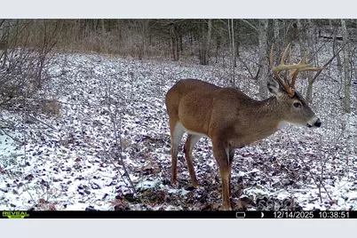 Tbd Lost Hollow Road, Burnsville, NC 28714 - Photo 19
