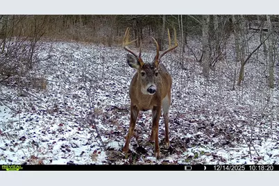 Tbd Lost Hollow Road, Burnsville, NC 28714 - Photo 21