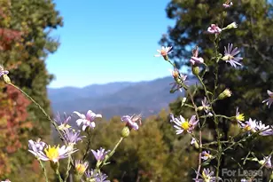 Tbd Mack Luke Rd, Whittier, NC 28789 - Photo 13