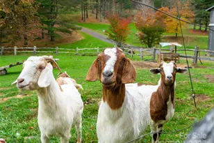 342 Big Rock Creek Dr, Bakersville, NC 28705 - Photo 45