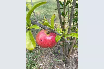 4565 Rob Neal Road, Heath Springs, SC 29058 - Photo 25