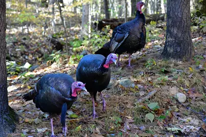 40 Country Bear Lane, Flat Rock, NC 28731 - Photo 43