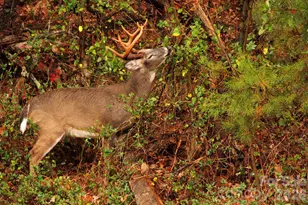 40 Country Bear Ln, Flat Rock, NC 28731 - Photo 43