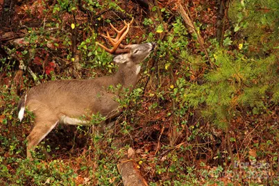 40 Country Bear Lane, Flat Rock, NC 28731 - Photo 43