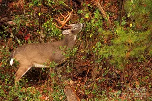 40 Country Bear Ln, Flat Rock, NC 28731 - Photo 43