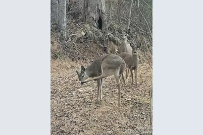 151 Thunderstruck Ridge, Burnsville, NC 28714 - Photo 13