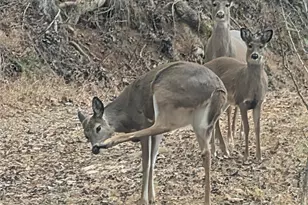 151 Thunderstruck Rdg, Burnsville, NC 28714 - Photo 13