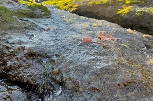 1560 Shinnville Rd, Cleveland, NC 27013 - Photo 37