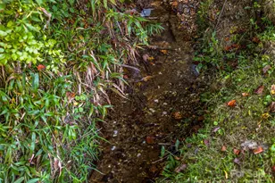 10 Warbler Dr, Fletcher, NC 28732 - Photo 47