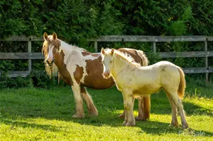 150 Rabbit Moffitt Rd, Rutherfordton, NC 28139 - Photo 39