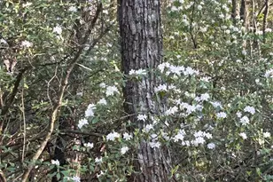 1413 Golf Course Rd, Old Fort, NC 28762 - Photo 47