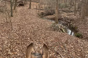 3205 Collinsville Rd, Columbus, NC 28722 - Photo 41