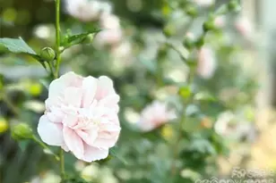 1164 Hidden Lake Dr, Granite Falls, NC 28630 - Photo 41