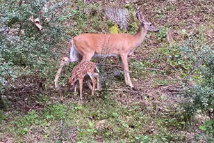 651 Case Cove Rd, Candler, NC 28715 - Photo 43