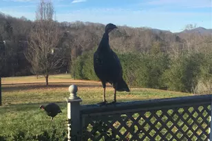 651 Case Cove Rd, Candler, NC 28715 - Photo 45