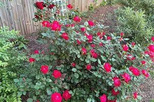 3534 Simmons St, Charlotte, NC 28208 - Photo 33