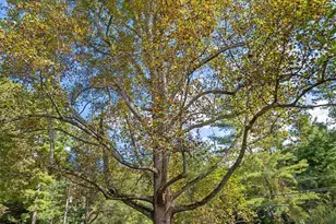 91 Haw Creek Cir, Asheville, NC 28805 - Photo 27