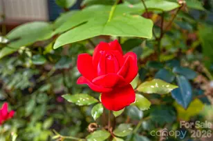 91 Haw Creek Cir, Asheville, NC 28805 - Photo 25