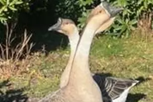 2778 Mule Stomp Rd, Hot Springs, NC 28721 - Photo 31