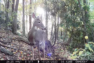 2778 Mule Stomp Rd, Clyde, NC 28721 - Photo 1