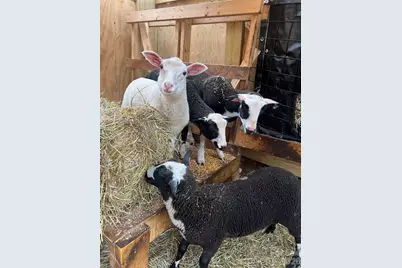 2778 Mule Stomp Road, Hot Springs, NC 28721 - Photo 33