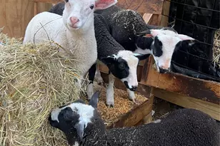 2778 Mule Stomp Rd, Hot Springs, NC 28721 - Photo 33