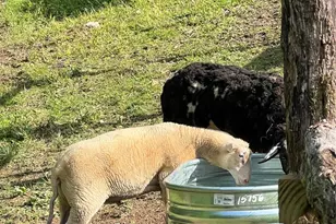 2778 Mule Stomp Rd, Hot Springs, NC 28721 - Photo 35