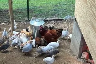 2778 Mule Stomp Rd, Hot Springs, NC 28721 - Photo 29