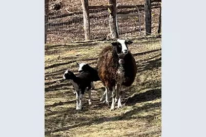 2778 Mule Stomp Road, Clyde, NC 28721 - Photo 33