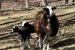 2778 Mule Stomp Rd, Hot Springs, NC 28721 - Photo 33