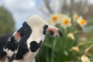 2778 Mule Stomp Rd, Hot Springs, NC 28721 - Photo 25