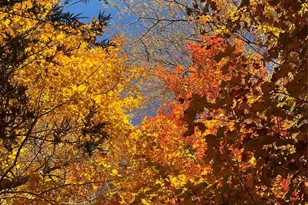 2778 Mule Stomp Rd, Hot Springs, NC 28721 - Photo 37