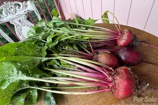 2778 Mule Stomp Rd, Hot Springs, NC 28721 - Photo 13