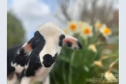 2778 Mule Stomp Road, Hot Springs, NC 28721 - Photo 29