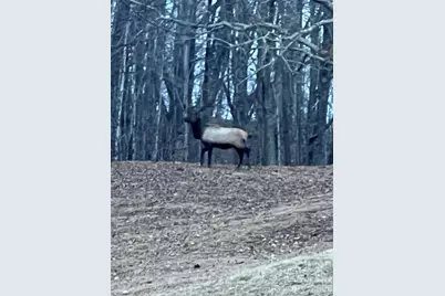 2778 Mule Stomp Road, Clyde, NC 28721 - Photo 31