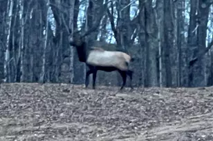 2778 Mule Stomp Rd, Hot Springs, NC 28721 - Photo 31