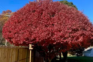 79 Sunflower Ln, Waynesville, NC 28785 - Photo 29