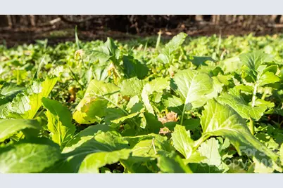 530 Upright Road, Mount Ulla, NC 28125 - Photo 41