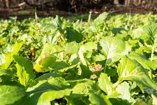 530 Upright Rd, Mount Ulla, NC 28125 - Photo 41