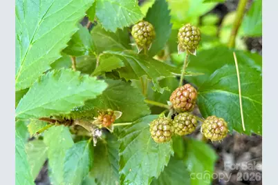 2050 Blowing Rock Boulevard, Lenoir, NC 28645 - Photo 37