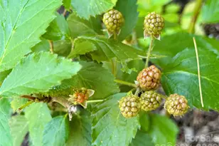 2050 Blowing Rock Blvd, Lenoir, NC 28645 - Photo 37