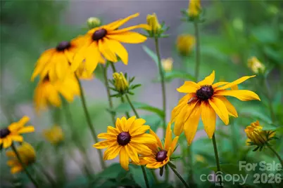 109 Paradise Circle, Clyde, NC 28721 - Photo 27