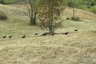 30 Morning Glory Ln, Weaverville, NC 28787 - Photo 35