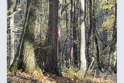 (North Lot) Meadow Fork Road, Hot Springs, NC 28743 - Photo 27