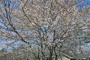 243 Scenic Ridge Dr, Hendersonville, NC 28792 - Photo 5