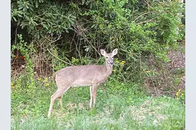 214 Davis Ridge Road, Banner Elk, NC 28604 - Photo 43