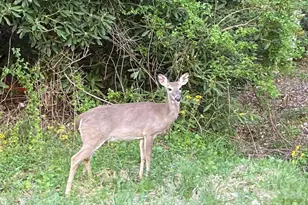 214 Davis Ridge Rd, Banner Elk, NC 28604 - Photo 43