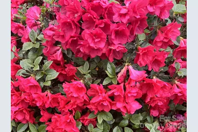 6421 Skyline Drive, Charlotte, NC 28269 - Photo 37