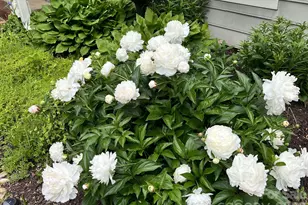 6421 Skyline Dr, Charlotte, NC 28269 - Photo 39