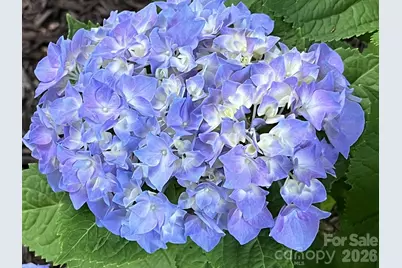 6421 Skyline Drive, Charlotte, NC 28269 - Photo 41